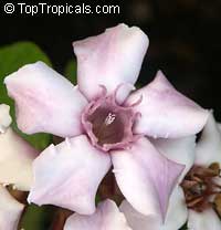 Strophanthus gratus