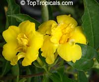 Allamanda