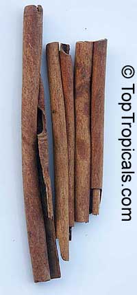 Cinnamon