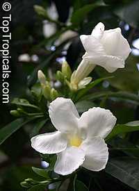 Stemmadenia galeottiana