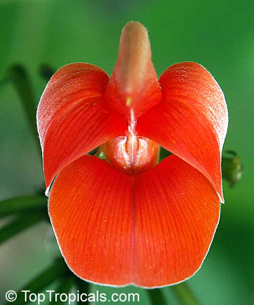 Flame tree, Butea monosperma flower