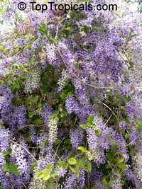Petrea volubilis