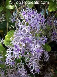 Petrea volubilis