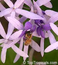 Petrea volubilis