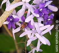 Petrea volubilis