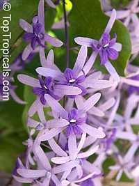 Petrea volubilis