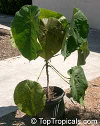 Macaranga grandifolia