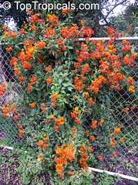 Senecio confusus - Mexican Flame Vine