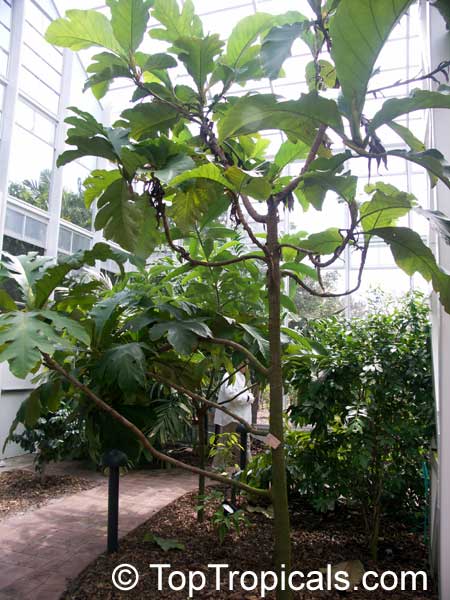 Artocarpus sericicarpus