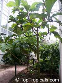 Artocarpus sericicarpus