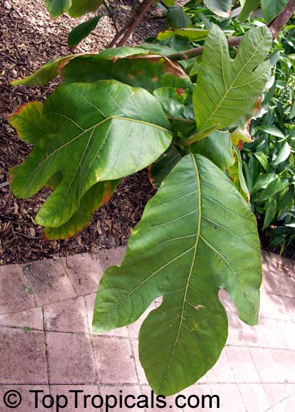 Artocarpus odoratissimus