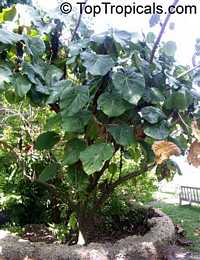 Macaranga grandifolia