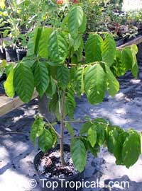 Quararibea funebris