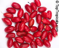 synsepalum dulcificum