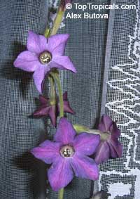 nicotiana
