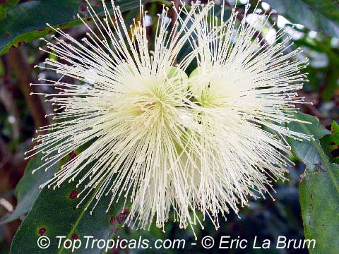 Syzygium jambos - Rose Apple