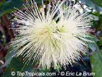 Syzygium jambos - Rose Apple