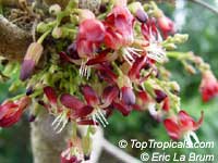 Averrhoa bilimbi