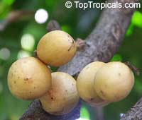 Lansium domesticum