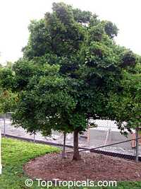 synsepalum dulcificum