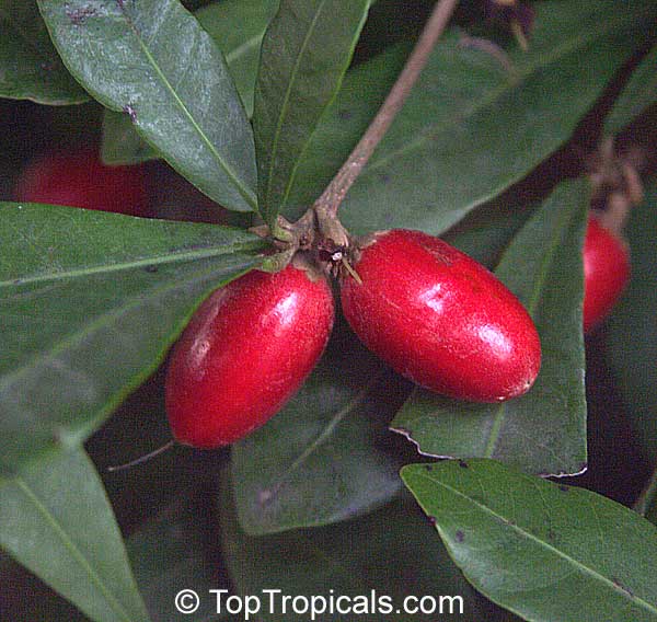 synsepalum dulcificum