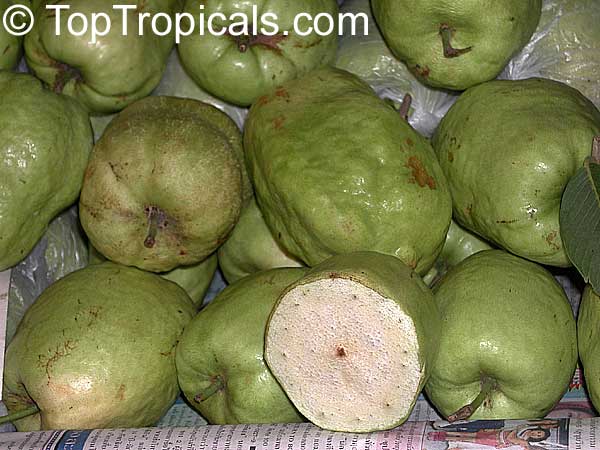 Psidium guajava