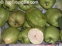 Psidium guajava