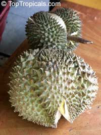 Durio zibethinus