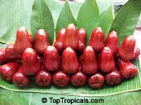 Syzygium malaccense
