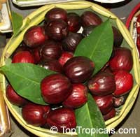 Syzygium malaccense