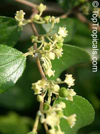 Ziziphus
