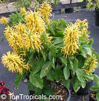 Justicia aurea