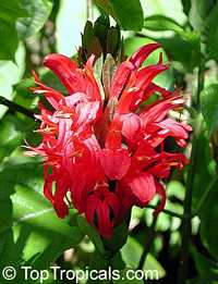 Justicia coccinea