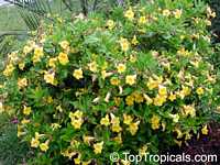 Allamanda