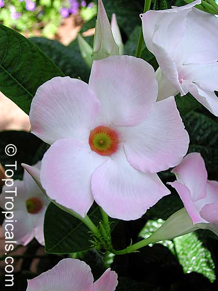 Mandevilla x amoena