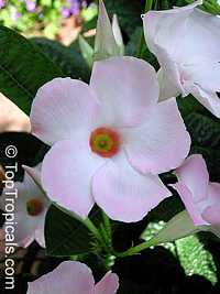 Mandevilla x amoena