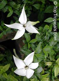 Randia formosa