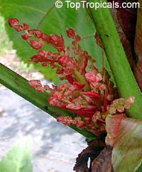 Macaranga grandifolia