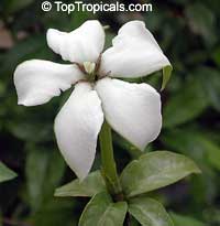 Randia formosa