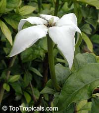 Randia formosa
