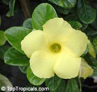 Urechites lutea