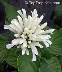 Justicia carnea Alba 