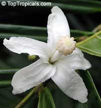 Quararibea funebris