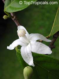 Quararibea funebris