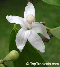 Quararibea funebris