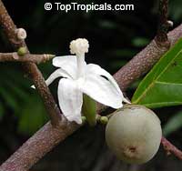 Quararibea funebris