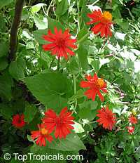 Senecio confusus - Mexican Flame Vine