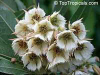 Elaeocarpus