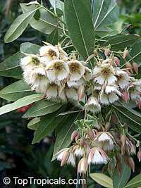 Elaeocarpus