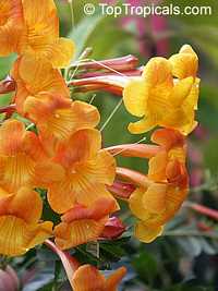 Tecomaria
